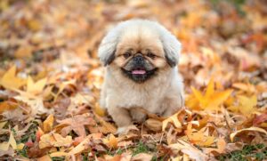 親権の調停方法はどのように行われるのか？