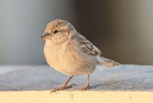 養育費請求の時効はどのくらい？