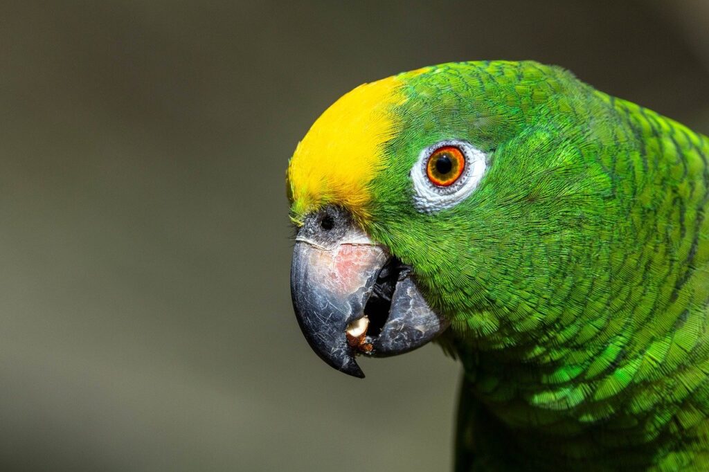 離婚後にAmazonプライムを継続するメリットは？